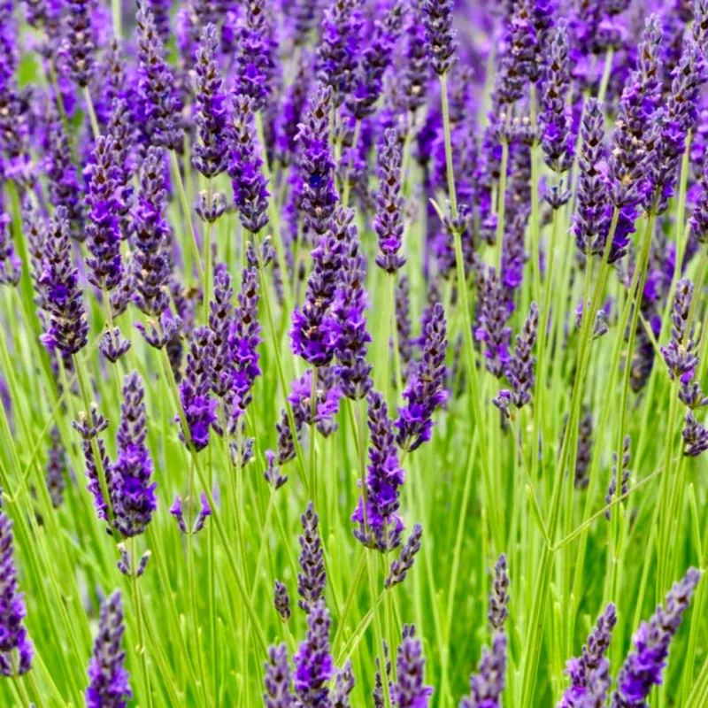 Grosso Lavender Plant in 1 Gallon Pot - Fragrant & Hardy