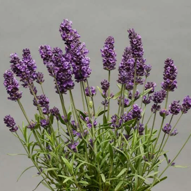Grosso Lavender Plant in 1 Gallon Pot - Fragrant & Hardy