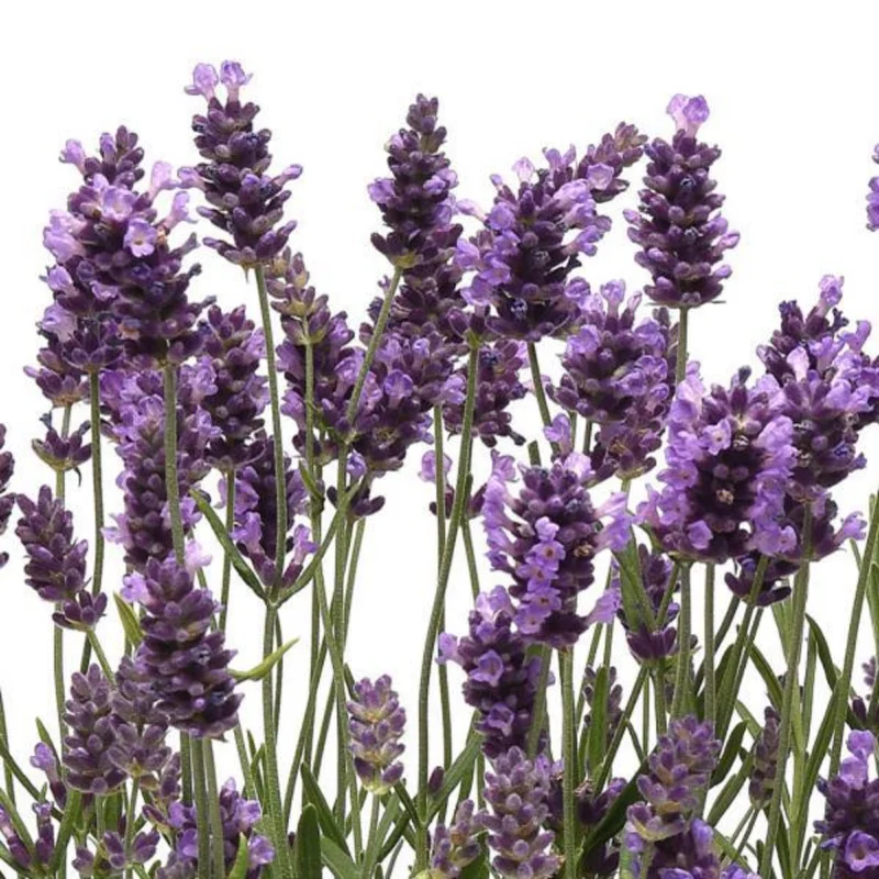 Grosso Lavender Plant in 1 Gallon Pot - Fragrant & Hardy