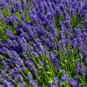 Hidcote Blue Lavender Plant Potted - Live Flower Plant - Blue
