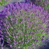 Hidcote Blue Lavender Plant Potted - Live Flower Plant - Blue