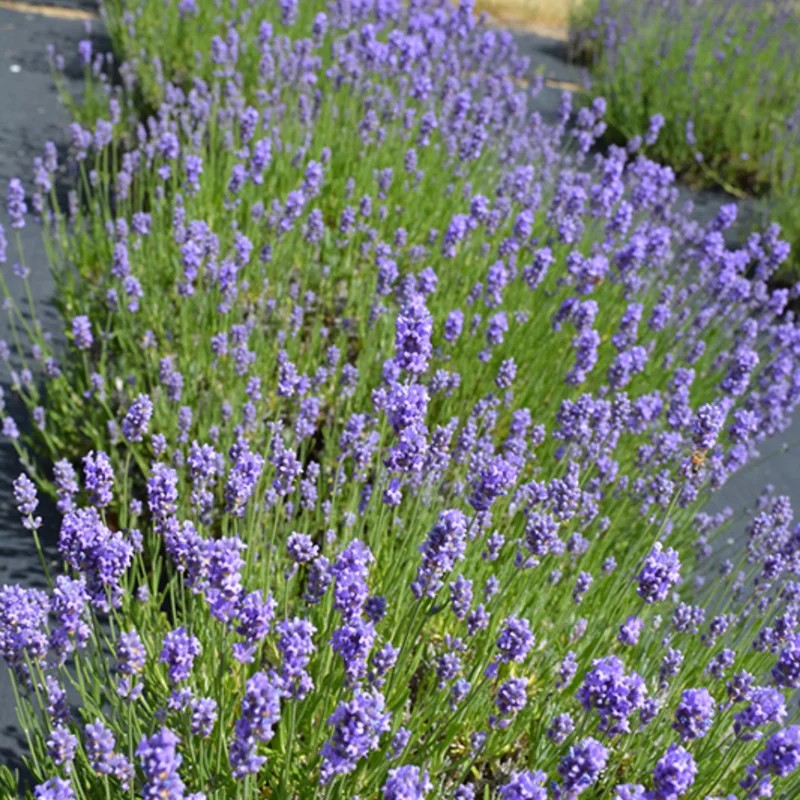 Hidcote Blue Lavender Plant Potted - Live Flower Plant - Blue