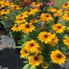 Black-Eyed Susan Rudbeckia Plant Gallon Pot - Cheerful Blooms