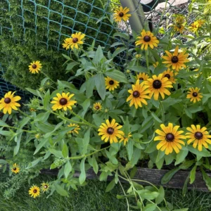 Black-Eyed Susan Rudbeckia Plant Gallon Pot - Cheerful Blooms