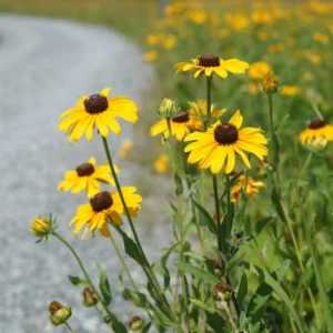 Black-Eyed Susan Rudbeckia Plant Gallon Pot - Cheerful Blooms