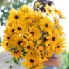 Black-Eyed Susan Plant - Yellow Rudbeckia, 1 Year Old Flower Plant