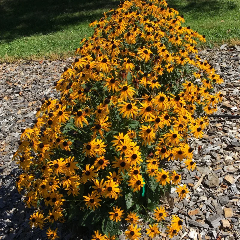 Black-Eyed Susan Plant - Yellow Rudbeckia, 1 Year Old Flower Plant