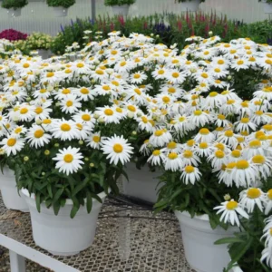 Shasta Daisy Plant Gallon Pot | Cheerful White Blooms