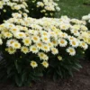 Shasta Daisy Plant - 1 Year Old Perennial Flower for Sunny Gardens