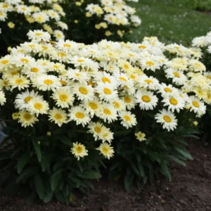 Shasta Daisy Plant - 1 Year Old Perennial Flower for Sunny Gardens