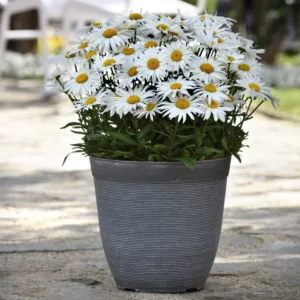 Shasta Daisy Plant - 1 Year Old Perennial Flower for Sunny Gardens