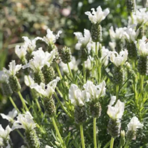 White Lavender Plant Gallon Potted Flower Plant - Fragrant Blooms