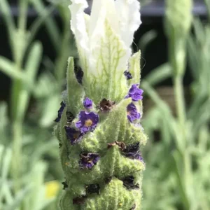 White Lavender Plant Gallon Potted Flower Plant - Fragrant Blooms
