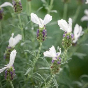 White Lavender Plant - Gal Pot - Fragrant & Beautiful