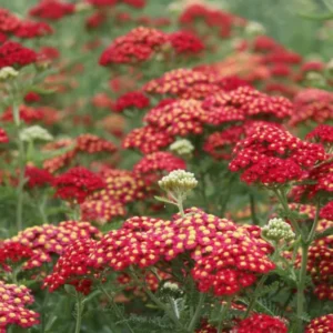 Rose Achillea Yarrow Plant 1 Year Old Flowering Perennial