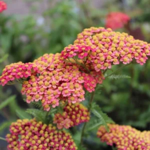 Rose Achillea Yarrow Plant 1 Year Old Flowering Perennial