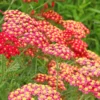 Rose Achillea Yarrow Plant 1 Year Old Flowering Perennial