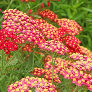 Rose Achillea Yarrow Plant 1 Year Old Flowering Perennial