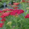 Rose Achillea Yarrow Plant - Gal Pot - Flowering Perennial