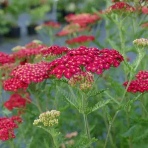 Rose Achillea Yarrow Plant - Gal Pot - Flowering Perennial