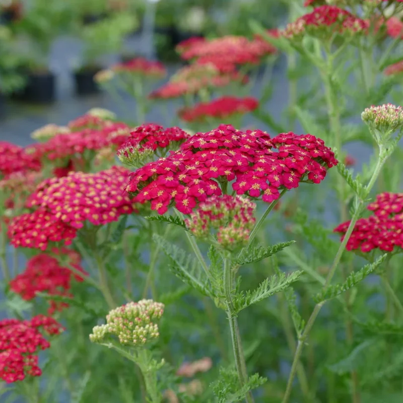 Rose Achillea Yarrow Plant - Gal Pot - Flowering Perennial