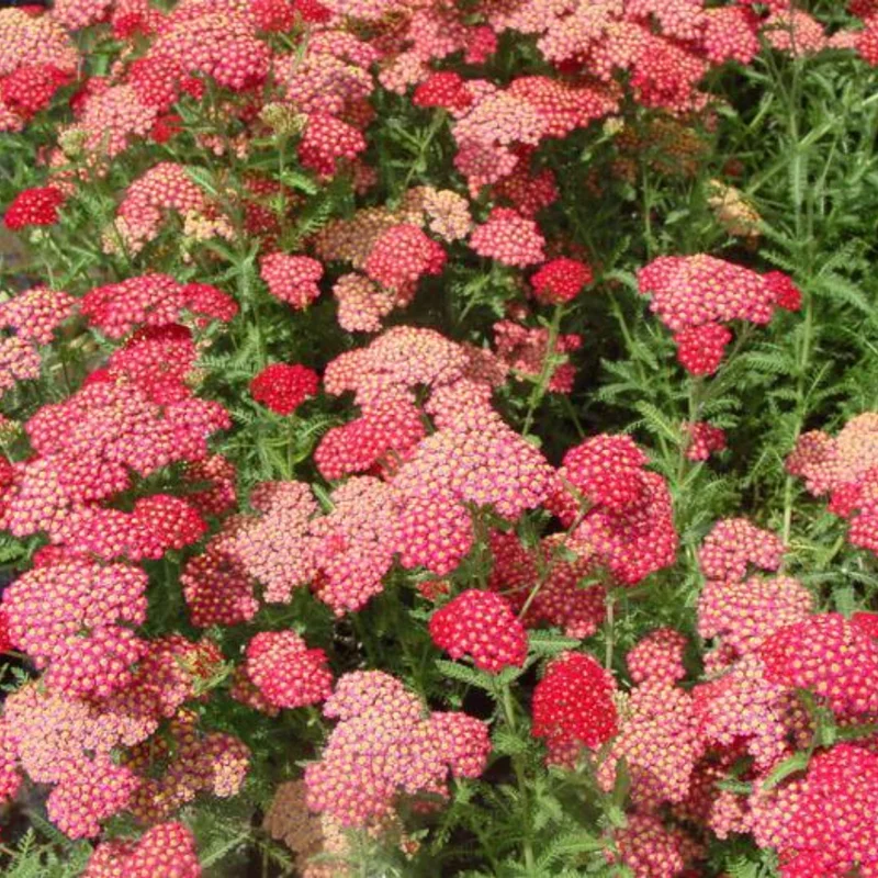Rose Achillea Yarrow Plant - Gal Pot - Flowering Perennial