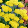 Yellow Achillea Yarrow Plant - 1 Year Old - Garden Ready