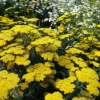 Yellow Achillea Yarrow Plant Gal Pot - Bright Blooms