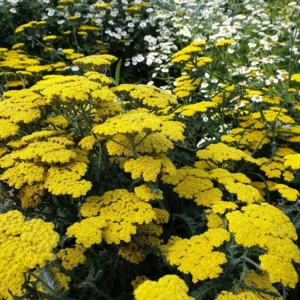 Yellow Achillea Yarrow Plant Gal Pot - Bright Blooms