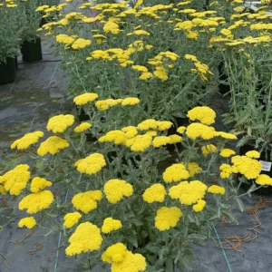 Yellow Achillea Yarrow Plant Gal Pot - Bright Blooms