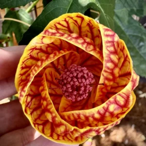 Tiger Eye Abutilon Flowering Maple Tree in Gal Pot - Unique Flowering Plant