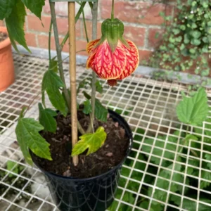 Tiger Eye Abutilon Flowering Maple Tree in Gal Pot - Unique Flowering Plant