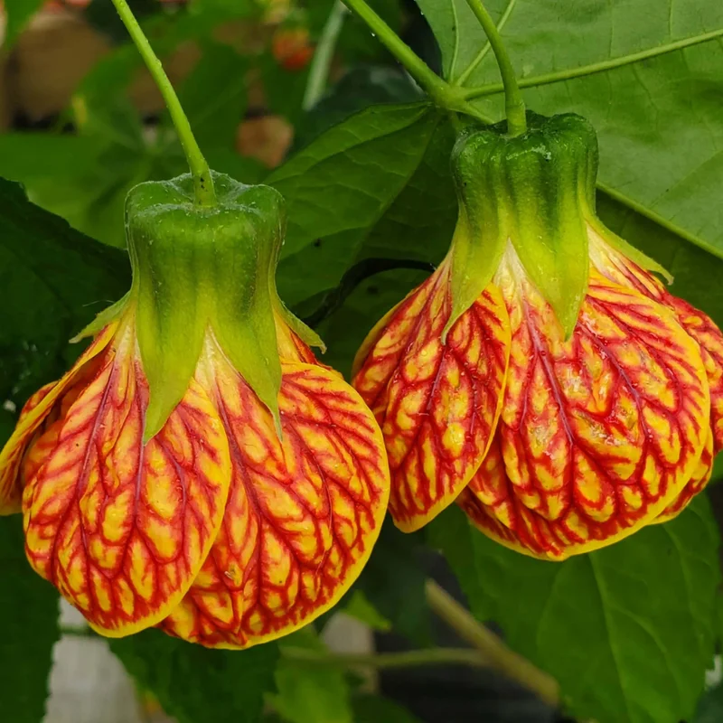 Tiger Eye Abutilon Flowering Maple Tree 1 Year Old Plant