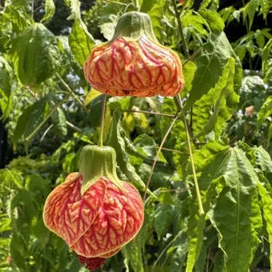 Tiger Eye Abutilon Flowering Maple Tree 1 Year Old Plant