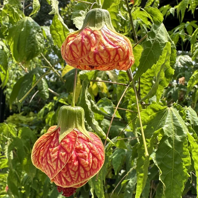 Tiger Eye Abutilon Flowering Maple Tree 1 Year Old Plant