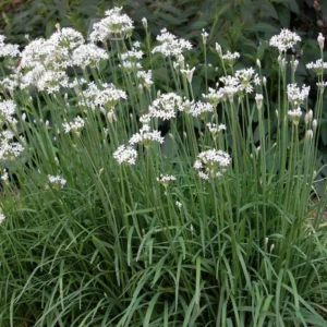 Garlic Chive Plants 10 Pack Fresh Herb Culinary Garden