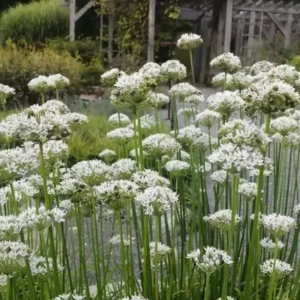 Garlic Chive Plants 10 Pack Fresh Herb Culinary Garden