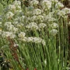 Garlic Chive Plants 20-Count Bundle Fresh Herb Garden Ready