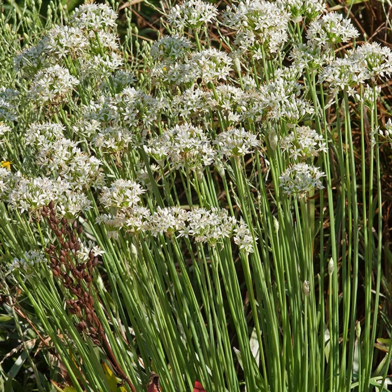 Garlic Chive Plants 20-Count Bundle Fresh Herb Garden Ready