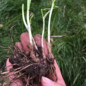 Garlic Chive Plants 20-Count Bundle Fresh Herb Garden Ready