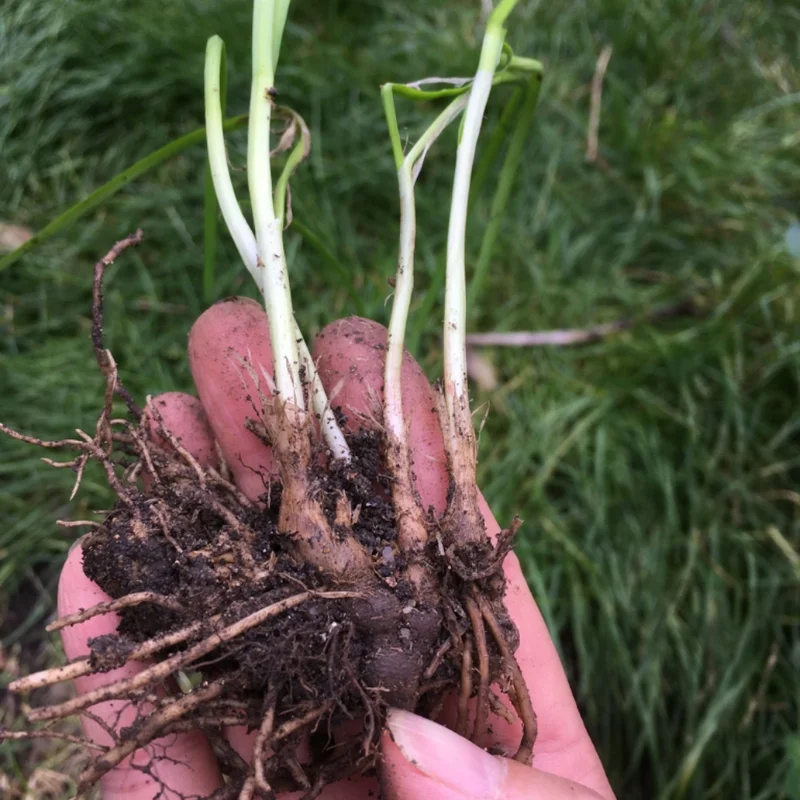 Garlic Chive Plants 20-Count Bundle Fresh Herb Garden Ready
