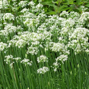 Garlic Chive Plants 20-Count Bundle Fresh Herb Garden Ready