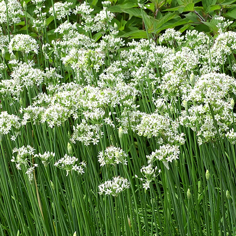 Garlic Chive Plants 20-Count Bundle Fresh Herb Garden Ready