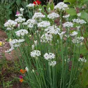 Garlic Chive Plants - 30 Count - Culinary Herb Garden Starter