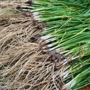 Garlic Chive Plants - 30 Count - Culinary Herb Garden Starter