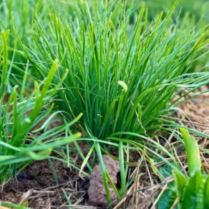 Garlic Chive Plants - 30 Count - Culinary Herb Garden Starter