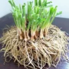 Garlic Chive Plants - 10 Plant Bundle - Culinary Herb Garden Starter