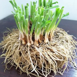Garlic Chive Plants - 10 Plant Bundle - Culinary Herb Garden Starter