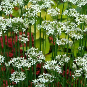 Garlic Chive Plants - 10 Plant Bundle - Culinary Herb Garden Starter