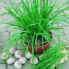 Garlic Chive Plants 20 Count Fresh Culinary Herb Garden Ready